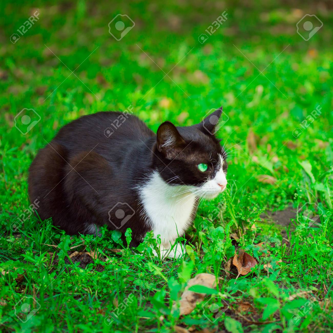 white cat with amber eyes