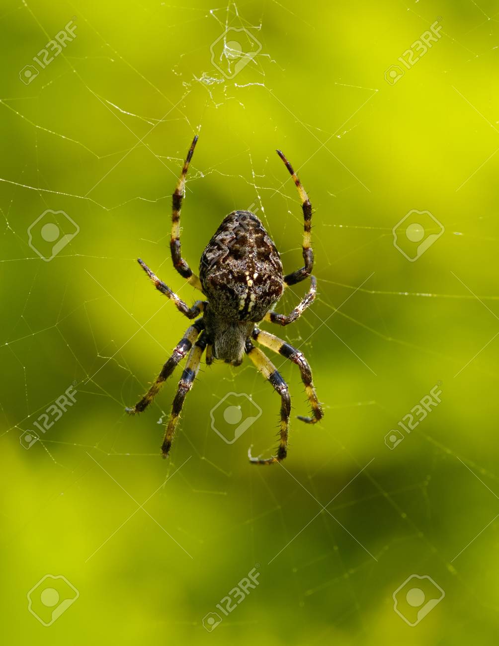 緑の Web の背景に大きなクモ の写真素材 画像素材 Image