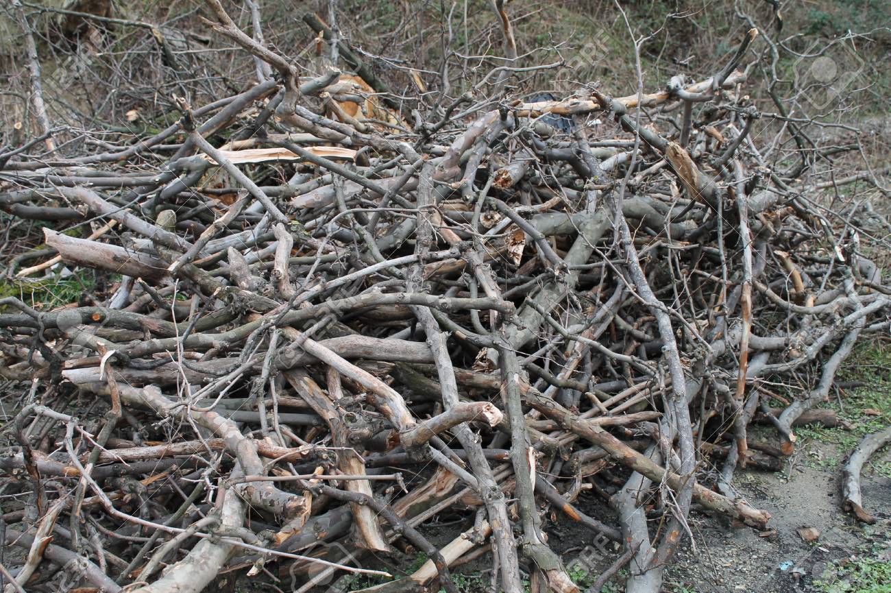 Wood Brushwood Spiliny Branches Heap Curved Shape Different Stock Photo Picture And Royalty Free Image Image