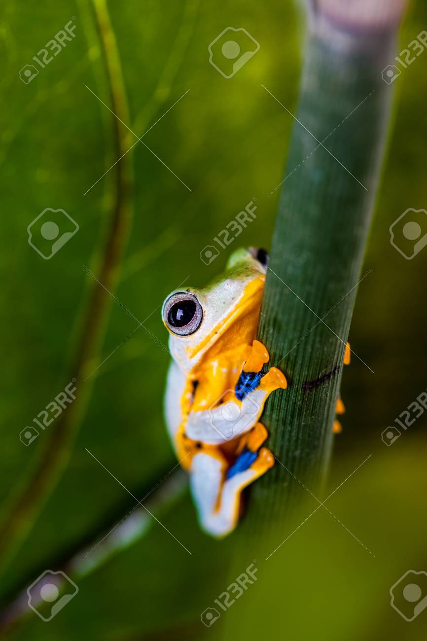 ジャングルの中でカラフルなカエル の写真素材 画像素材 Image