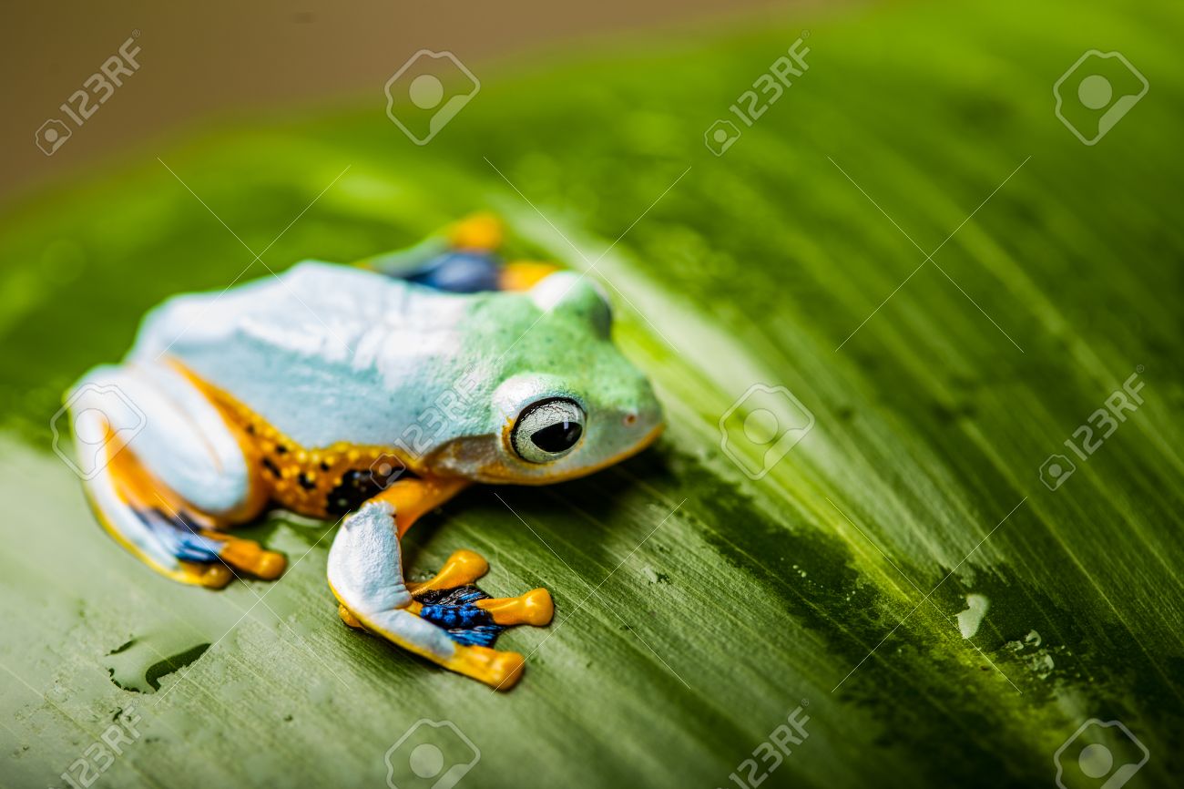 カエル 鮮やかな色のカラフルなジャングル テーマ の写真素材 画像素材 Image