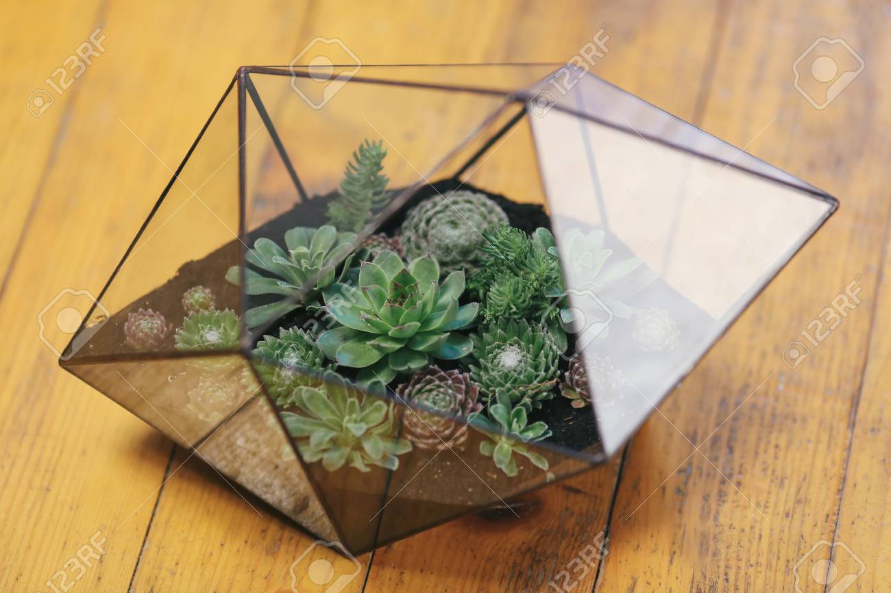 Florarium Glass Vase With Succulent Plant Miniature Cactus