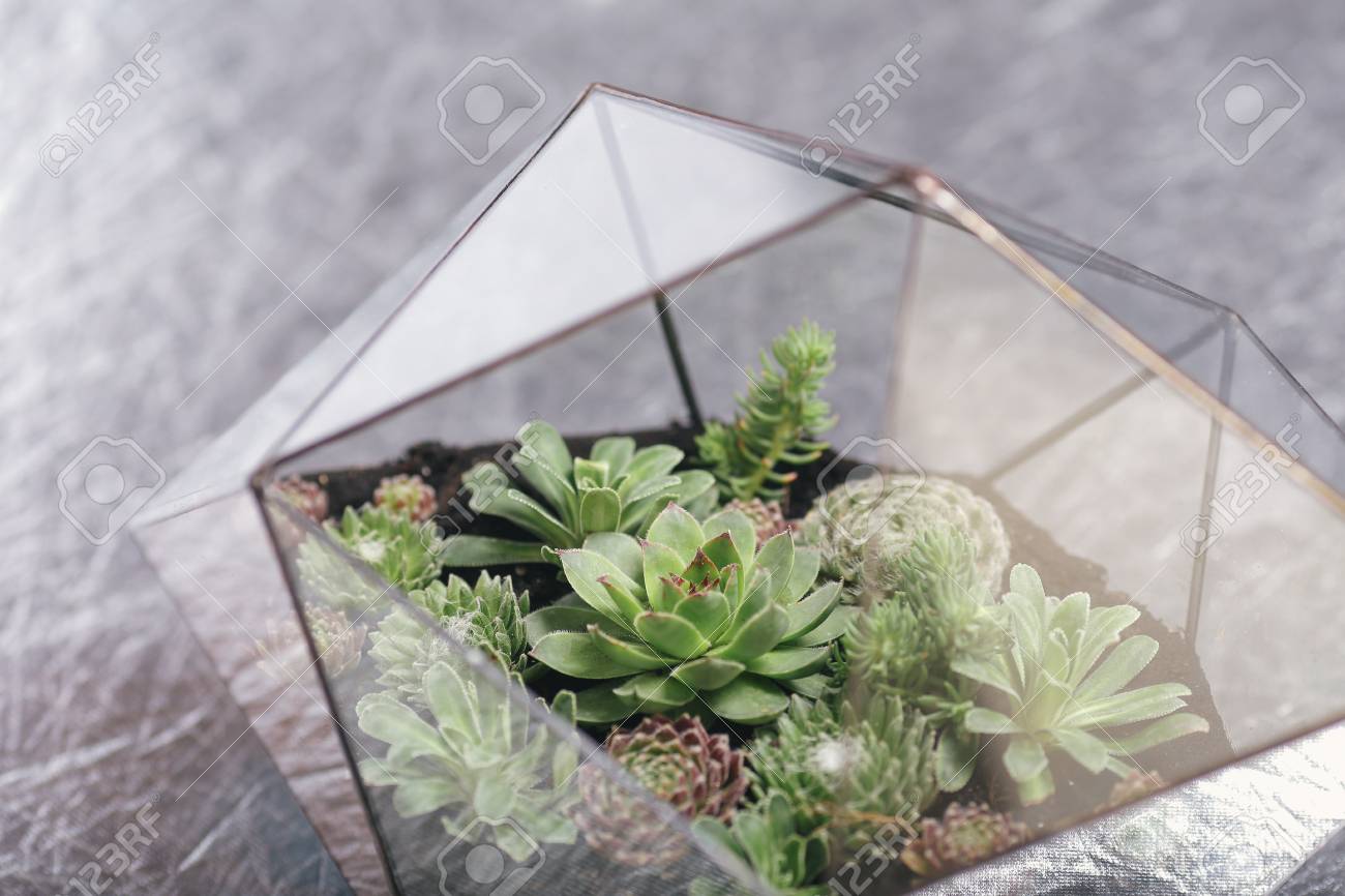 Florarium Glass Vase With Succulent Plant Miniature Cactus