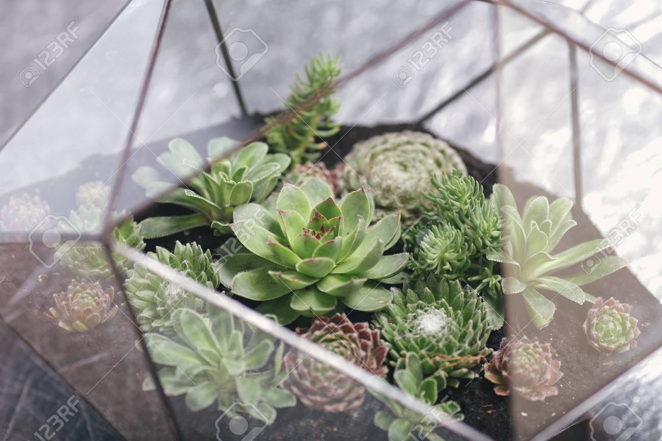 多肉植物とフローラリウムガラスの花瓶 ガラス花瓶の中のミニチュアサボテン多肉植物 の写真素材 画像素材 Image