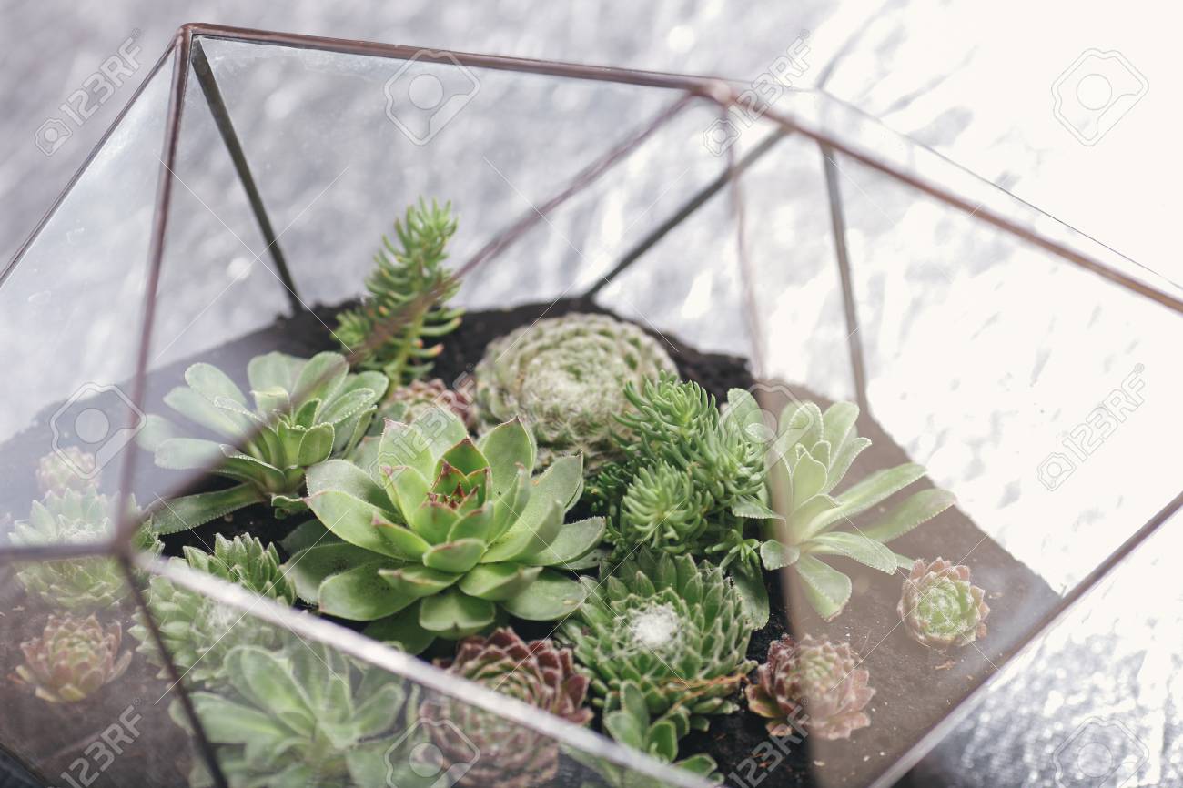 Florarium Glass Vase With Succulent Plant Miniature Cactus