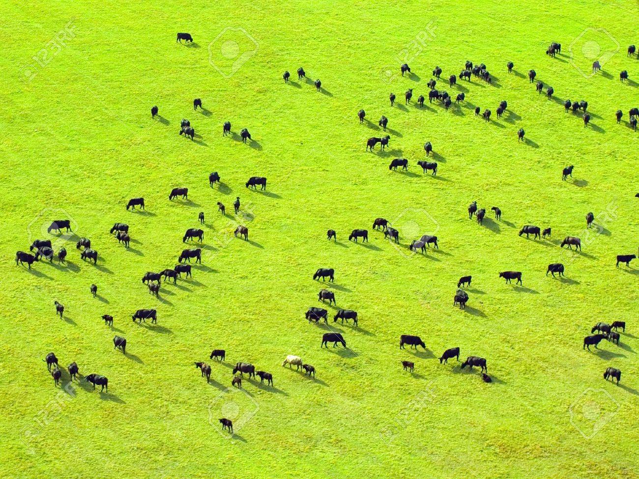 緑の草原に牛群れ 上からの眺め の写真素材 画像素材 Image