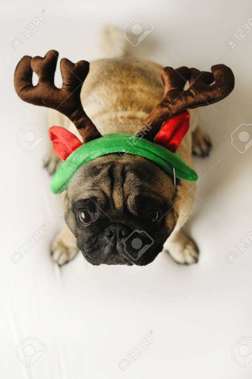 面白いクリスマス衣装を着て座っているパグ犬 の写真素材 画像素材 Image