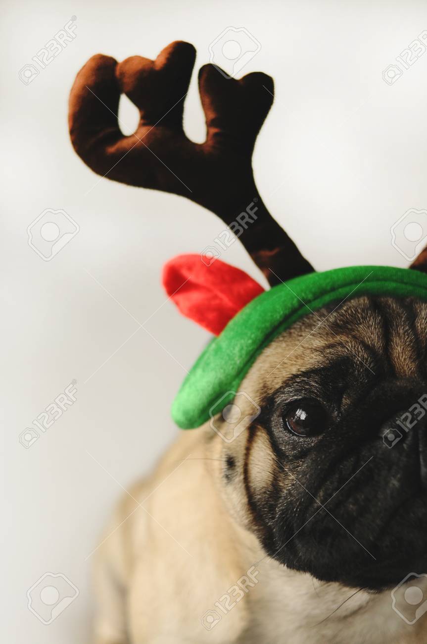 pug christmas outfit