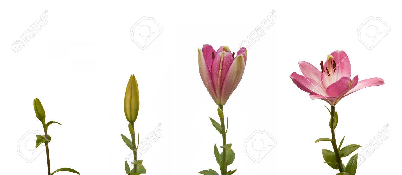 the sequence of blooming flower pink lily oriental hybrids on