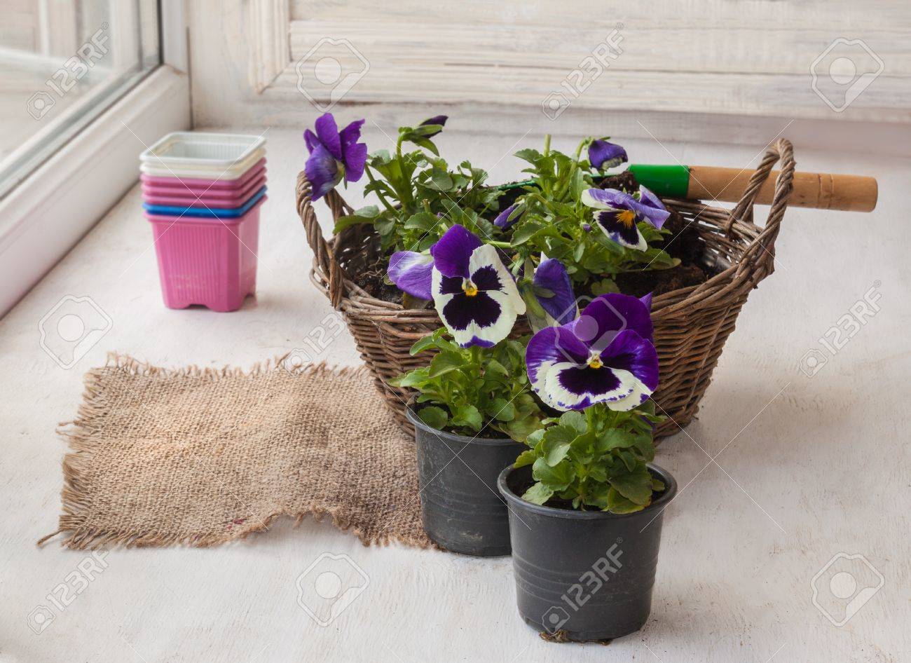 シャベルで庭の横にある鉢のバスケットに入れて苗パンジー の写真素材 画像素材 Image