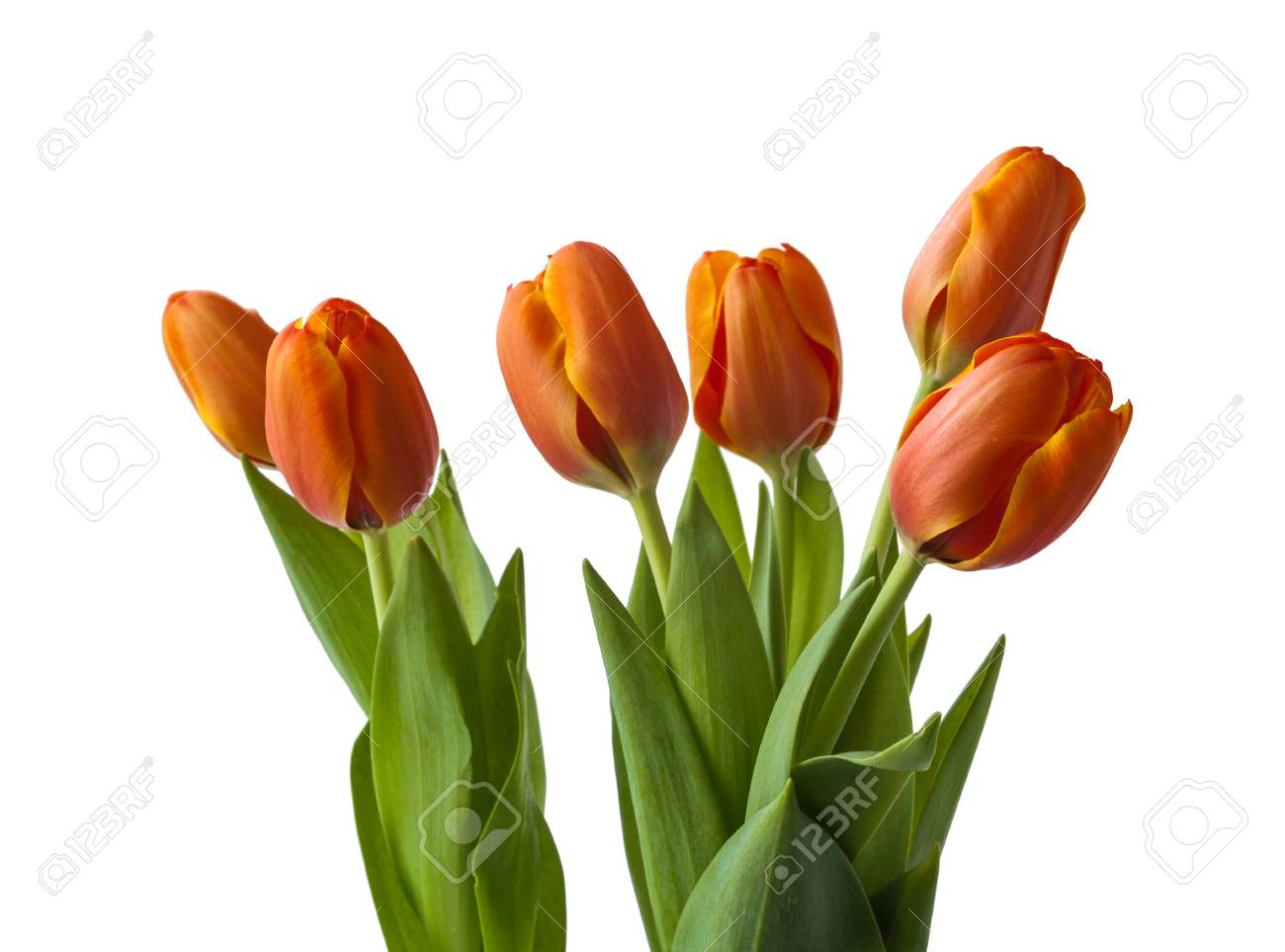 Simple Tulipanes Naranja-rojos Más Tempranos En El Macizo De 