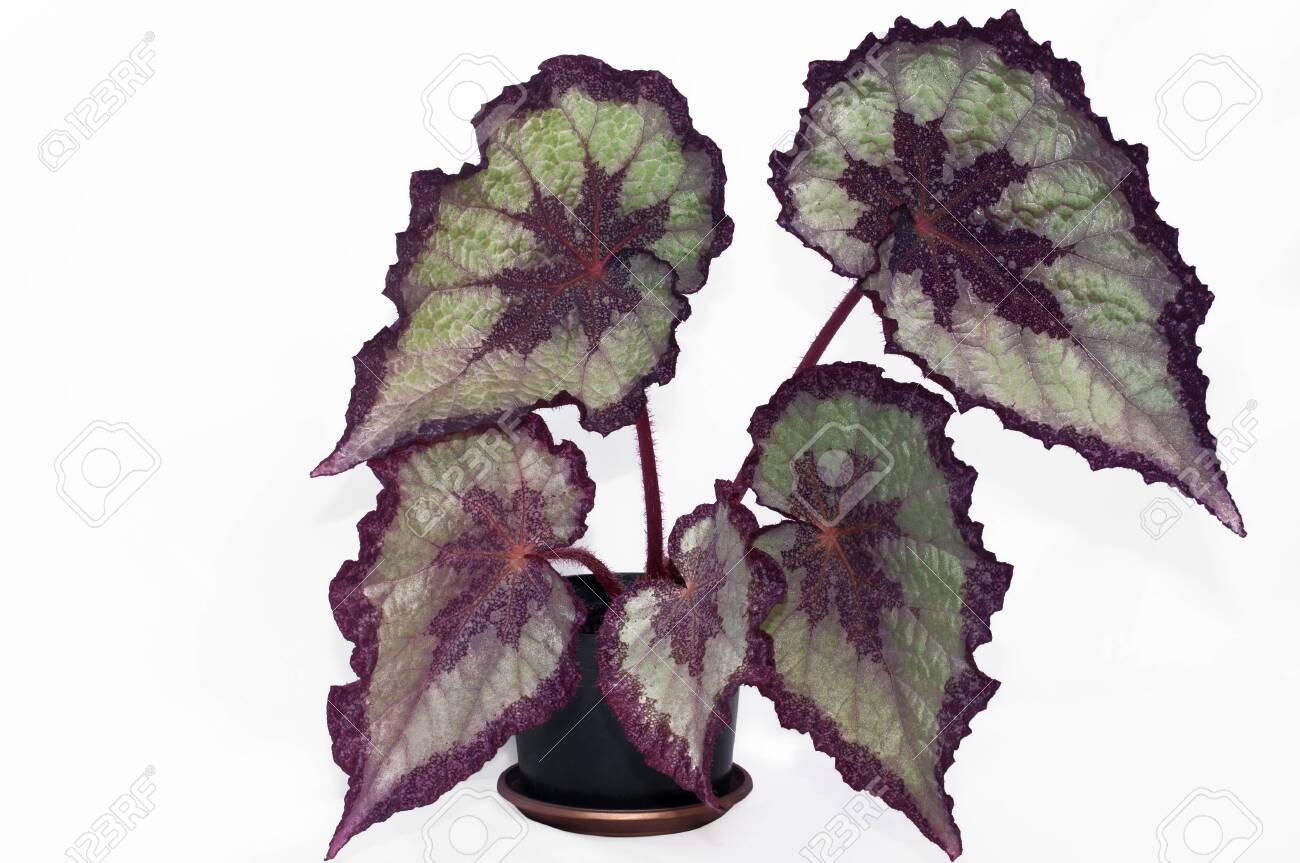 Fine Flower Begonia Rex With The Absraktny Drawing On Leaves On A White  Background Stock Photo, Picture and Royalty Free Image. Image 141326356.