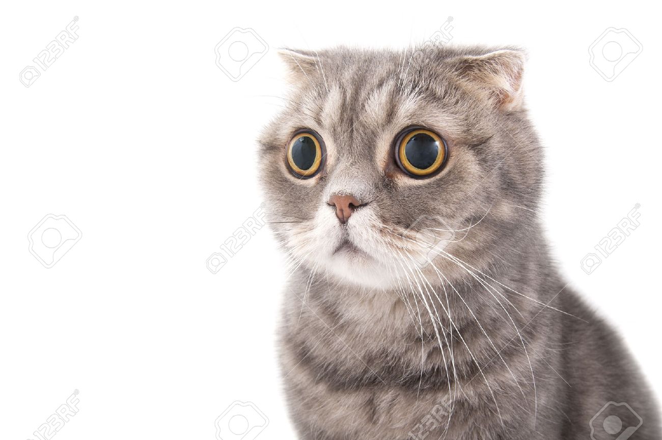 スコティッシュフォールド驚いた猫の品種の肖像画 白い背景のスタジオ撮影 の写真素材 画像素材 Image スコティッシュフォールド驚いた猫の品種の肖像画 白い背景のスタジオ撮影 の写真素材 画像素材 Image