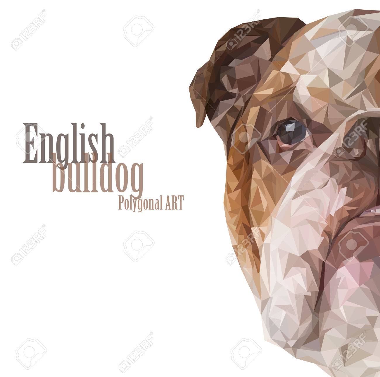 english bulldog polygonal drawing the bitmap drawing on a white background stock photo