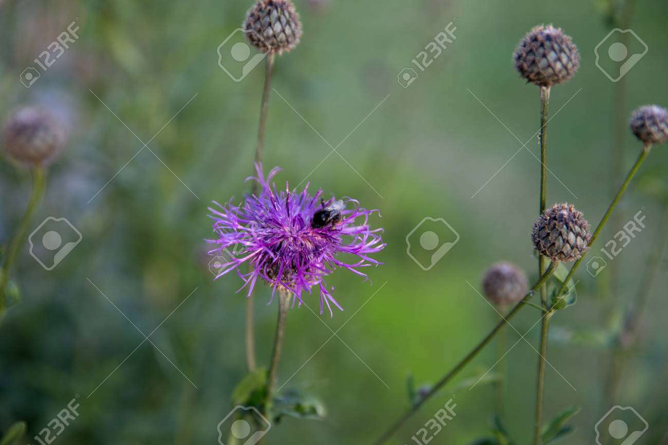 黄金色のトーン 選択と集中で日の出アザミ ヒレアザミ属 アザミの花 あざみは スコットランドのシンボルです スコットランドの国花 アザミのクローズ アップ 自然季節背景 の写真素材 画像素材 Image