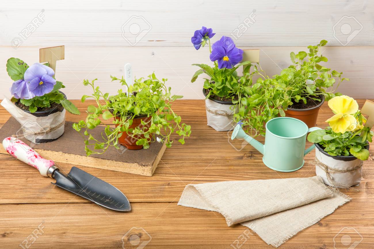 Gardening Tools Watering Can Seeds Plants With Sign Hello Spring On Vintage Wooden Table Spring In The Garden Concept Background With Free Text Space Stock Photo Picture And Royalty Free Image Image