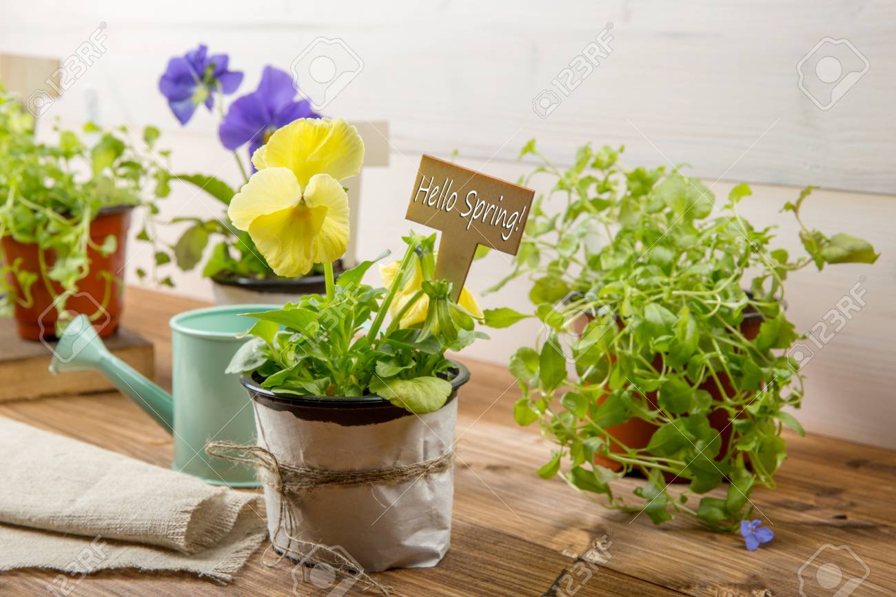 ガーデニングツール 散水缶 種子 ヴィンテージ木製のテーブルにハロースプリングのサインを持つ植物 フリーテキストスペースと庭の概念の背景に春 の写真素材 画像素材 Image