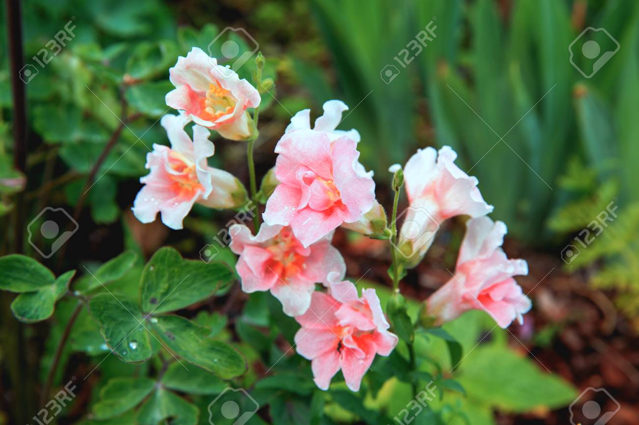 white snapdragon or antirrhinum close up snap dragon flower stock