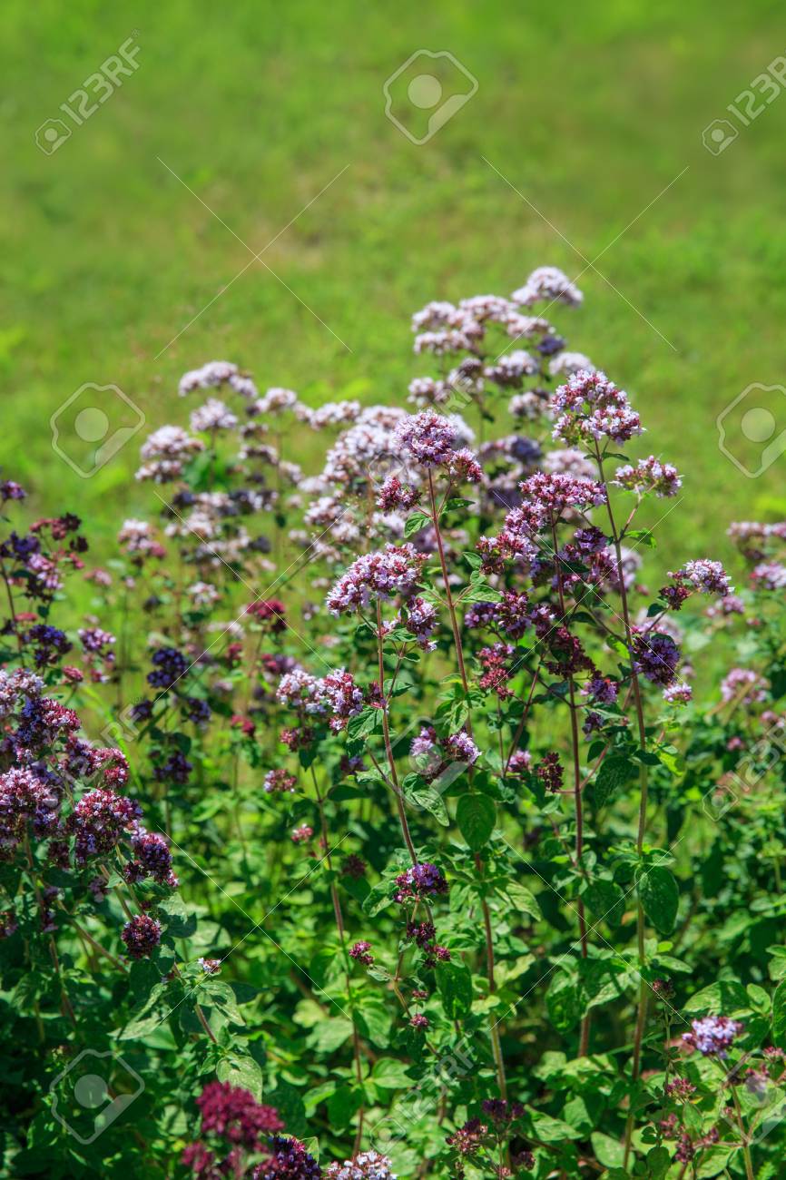 オリガナム バルタルまたは一般的なオレガノ 野生のマジョラムの紫色の花 晴れた日 の写真素材 画像素材 Image