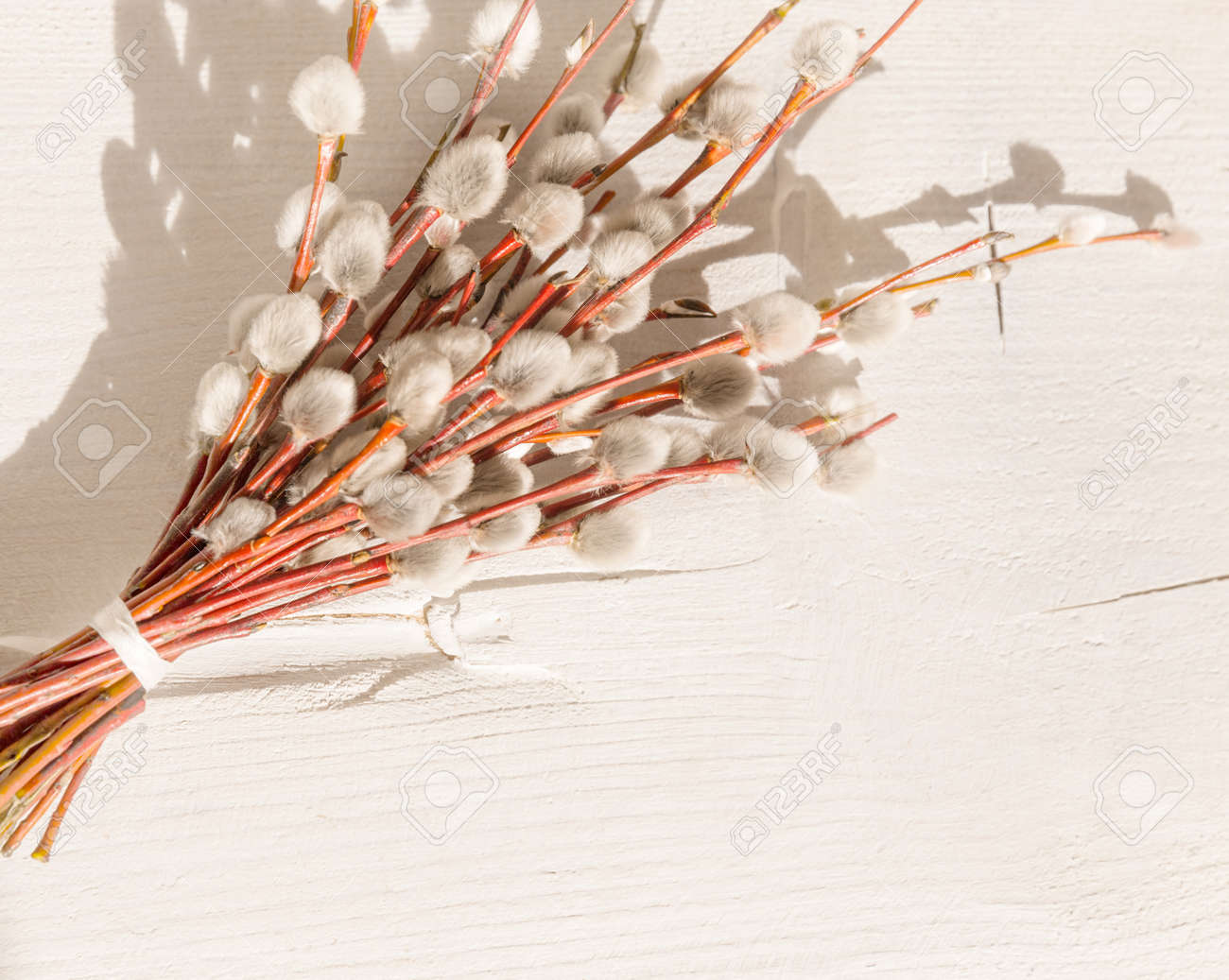 Pussy willow branches on a white wooden background and harsh shadows. Spring, Easter concept. Flat lay, top view, rustic style - 165211163 Pussy willow branches on a white wooden background and harsh shadows. Spring, Easter concept. Flat lay, top view, rustic style - 165211163