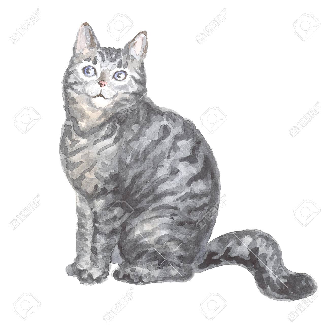 Assis Silver Tabby Cat Image D Un Chat Pur Sang La Peinture A L Aquarelle Banque D Images Et Photos Libres De Droits Image