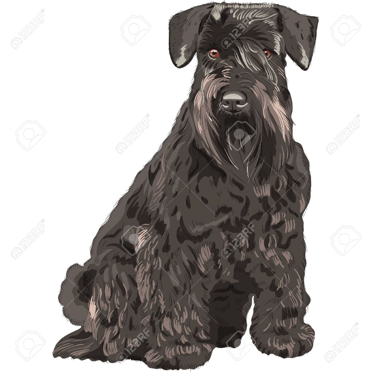 Dog Breed Miniature Schnauzer Color Black Isolated In The White Background Royalty Free Cliparts Vectors And Stock Illustration Image