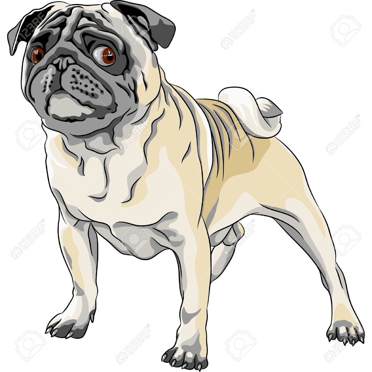 color sketch angry dog fawn pug breed stock vector 17053258