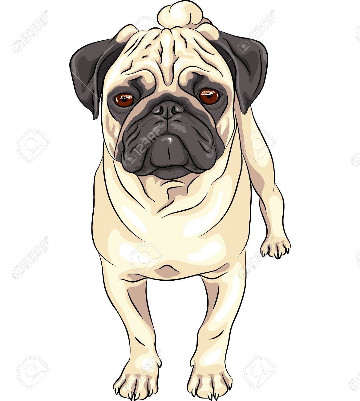 color sketch cute serious dog fawn pug breed stock vector 20987624