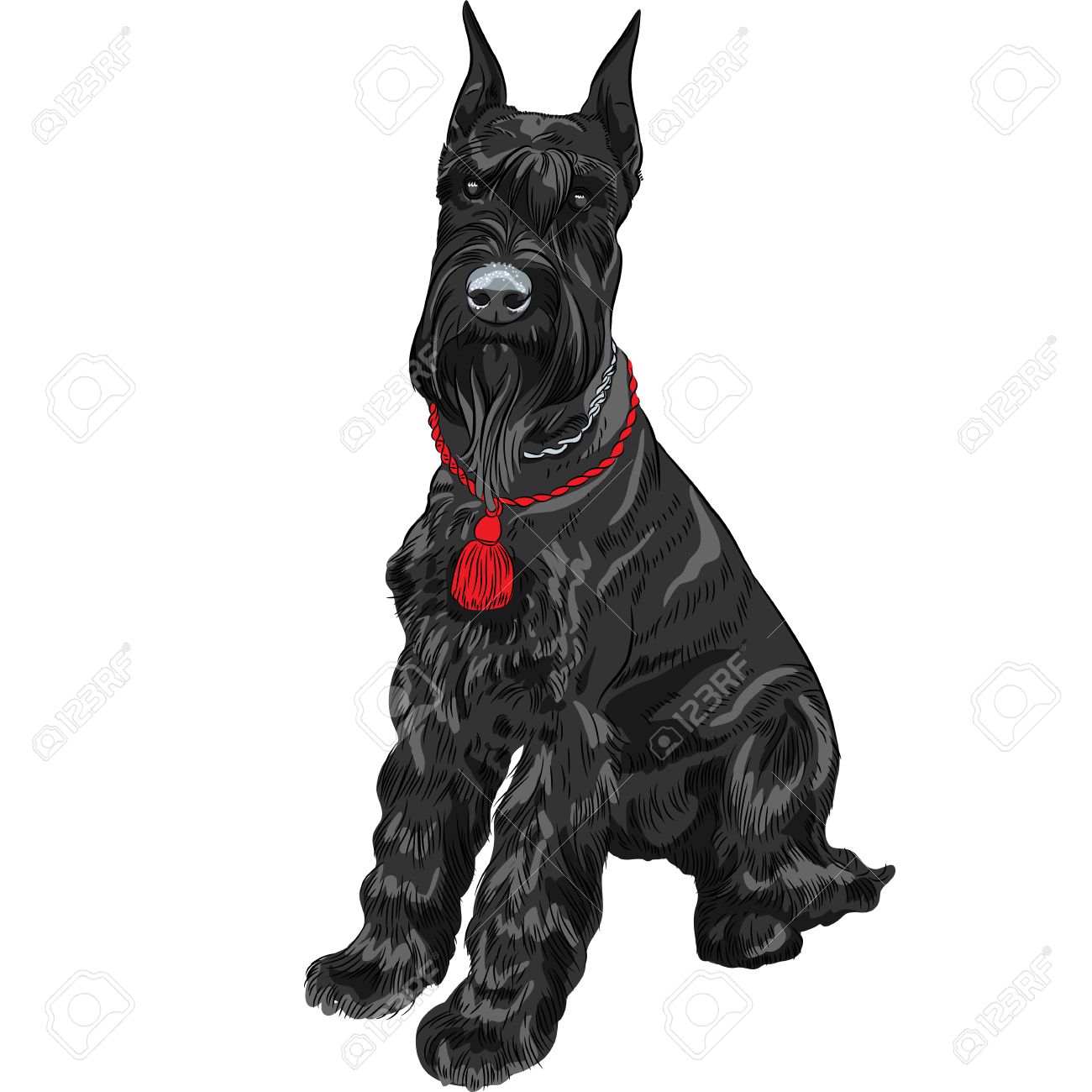 Couleur De Race De Chien Schnauzer Géant Noir Isolé Dans Le Fond Blanc