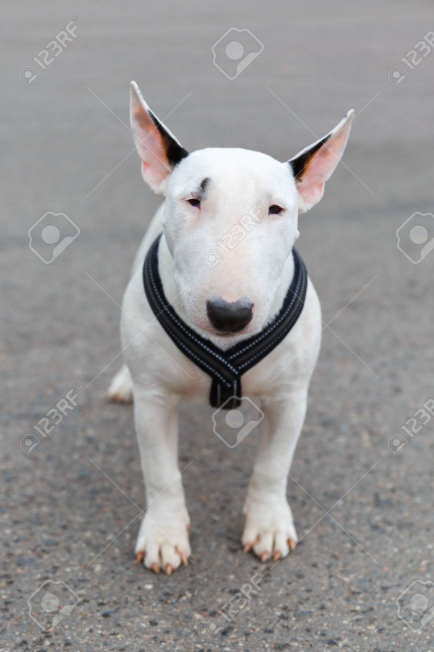 bull terrier muzzle