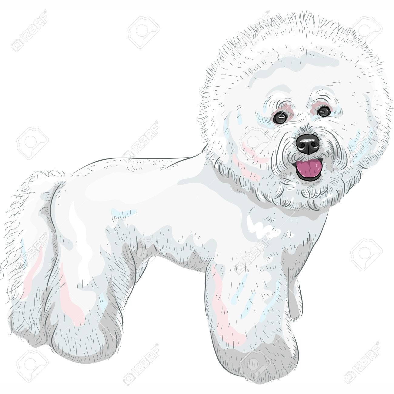 白いかわいいビションフリーゼ犬笑顔のイラスト素材 ベクタ Image