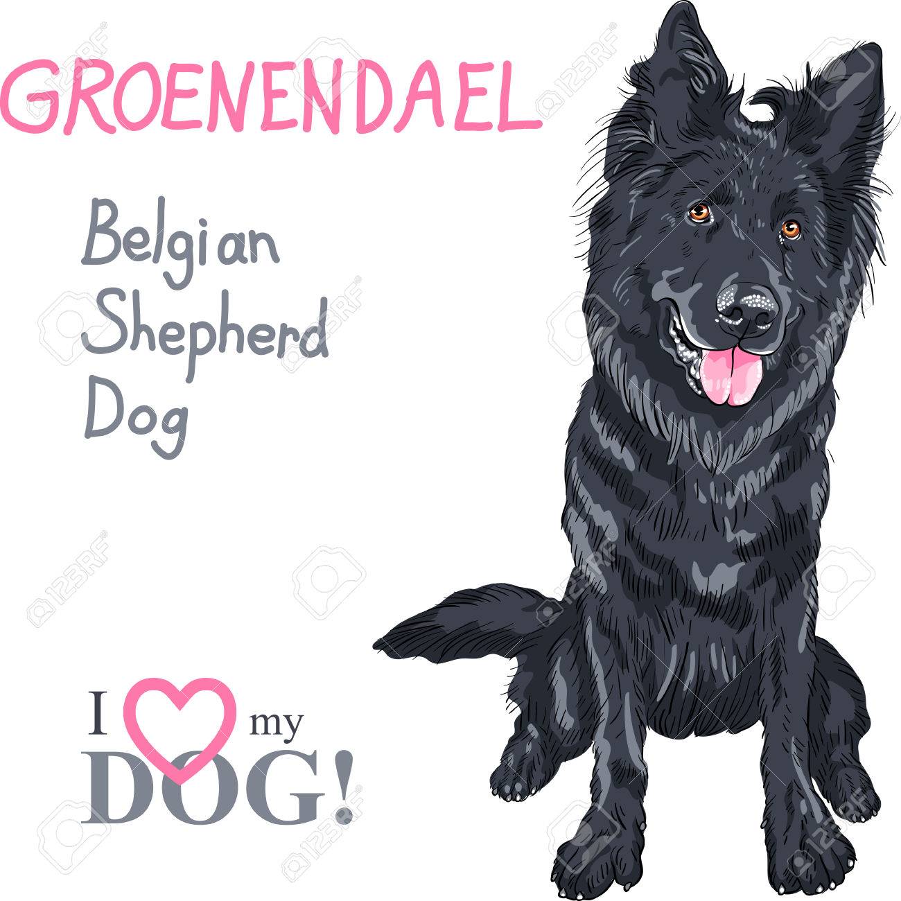 belgian sheepdog groenendael sale dog belgian shepherd dog groenendael breed royalty free cliparts belgian sheepdog groenendael sale dog belgian shepherd dog groenendael breed royalty free cliparts