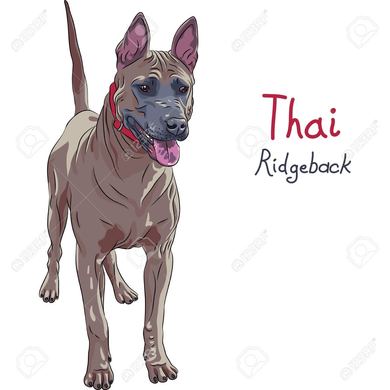 Vector Red Thai Ridgeback Dog Breed Standing