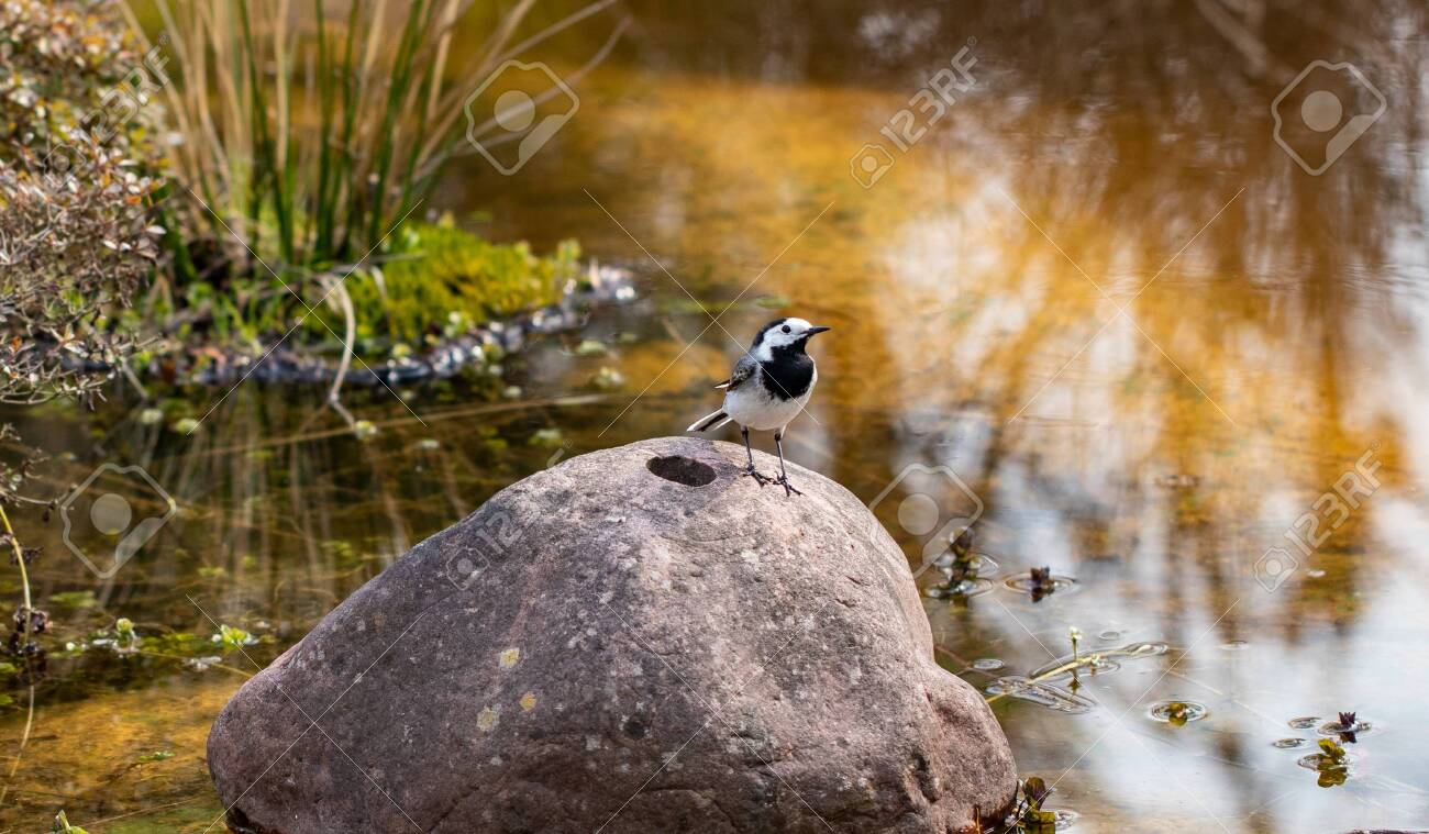 Genus of songbirds. A white wagtail on a rock in a shallow water in early spring in Germany. The motacilla alba is a small passerine bird and kills flies and mosquitoes. - 121197758 Genus of songbirds. A white wagtail on a rock in a shallow water in early spring in Germany. The motacilla alba is a small passerine bird and kills flies and mosquitoes. - 121197758