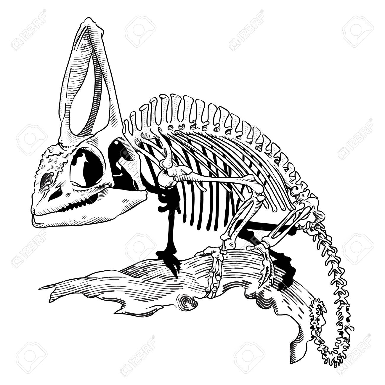 カメレオンの詳細なスケルトンのイラスト素材 ベクタ Image
