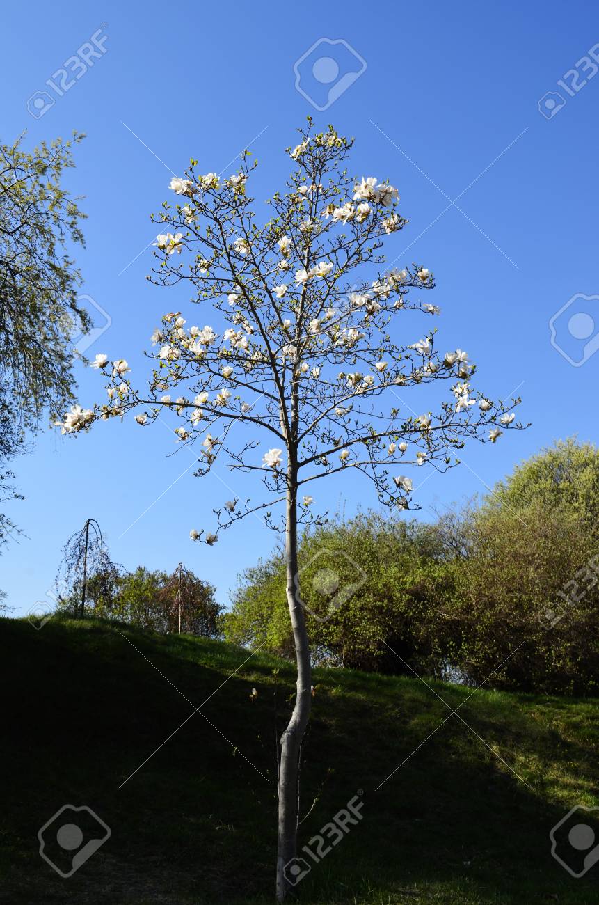 Milliy arboretum mevali daraxti