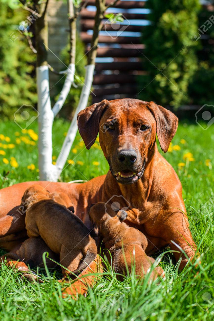large rhodesian dog breed