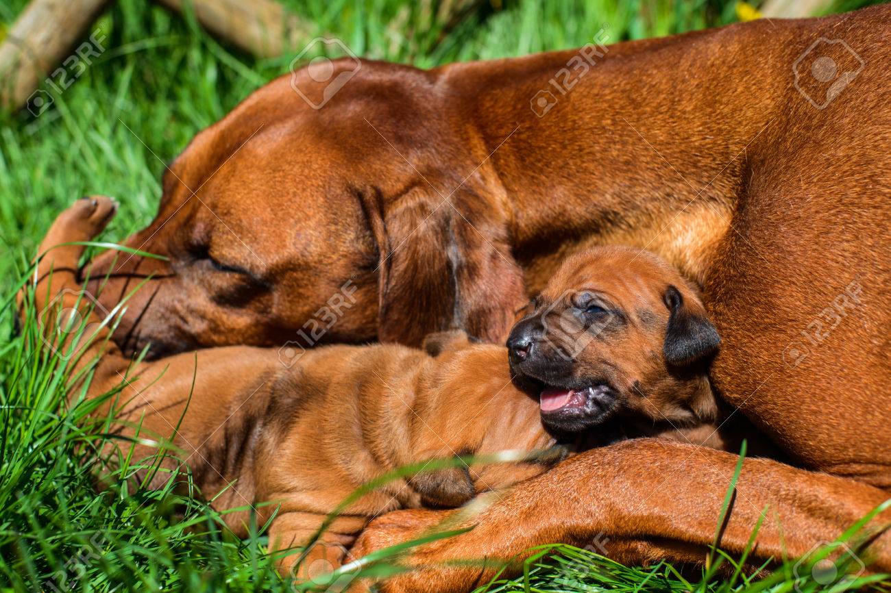 large rhodesian dog breed