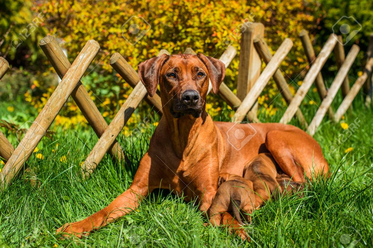 large rhodesian dog breed