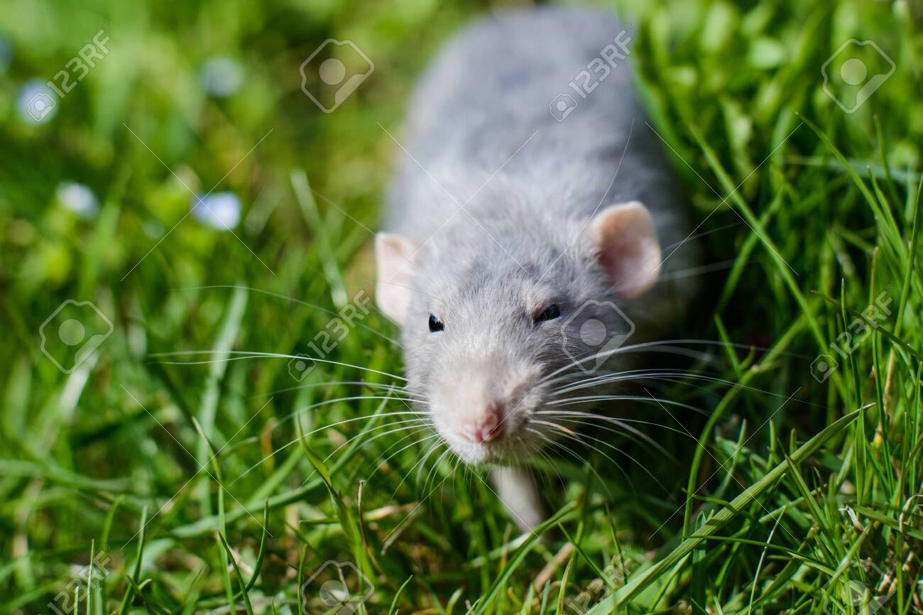 Adorable Grey Dumbo Fancy Rat Sitting In Green Grass And Blue