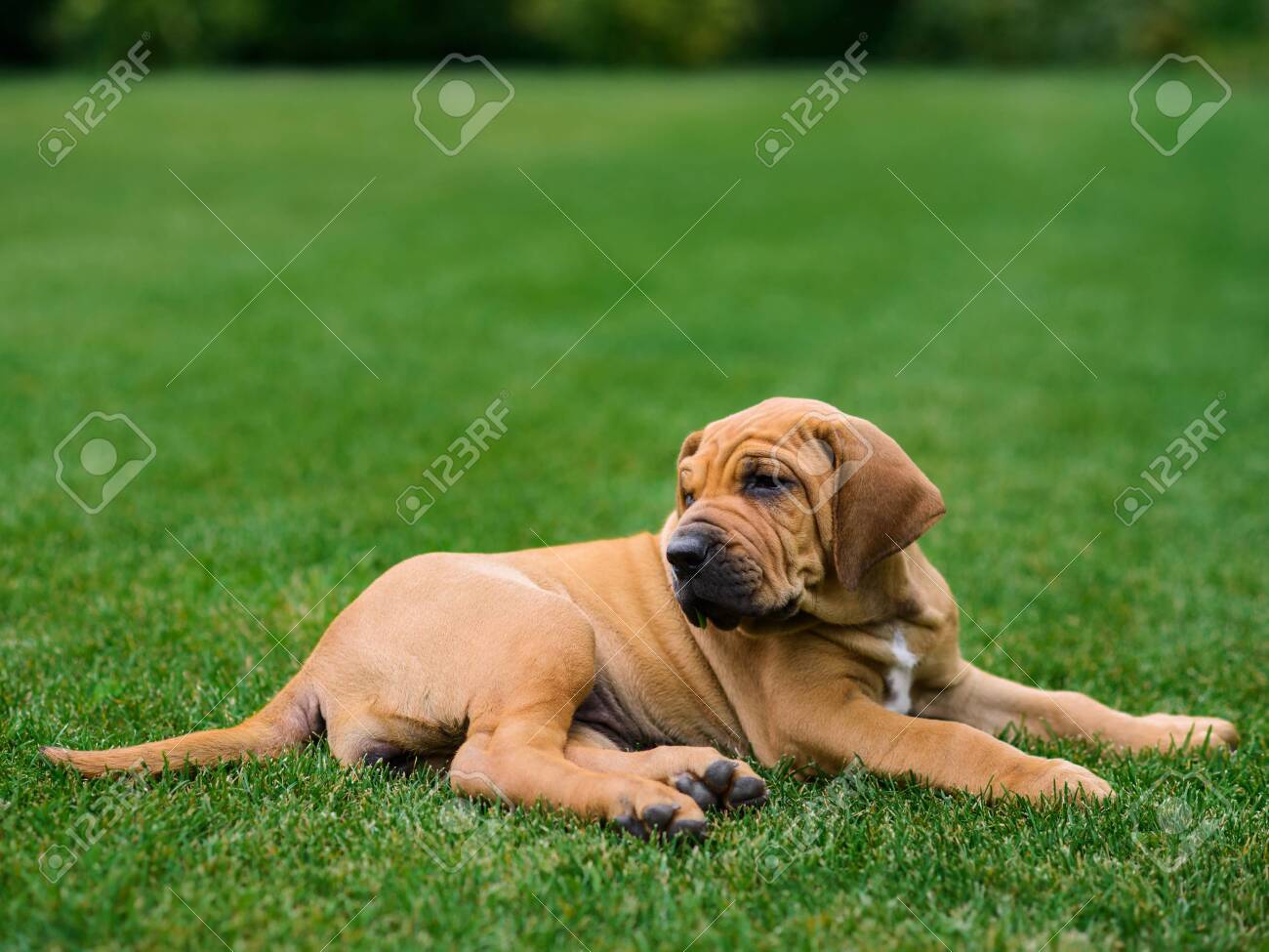 brazilian ridgeback