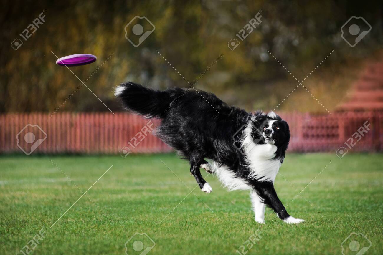 border collie frisbee competition