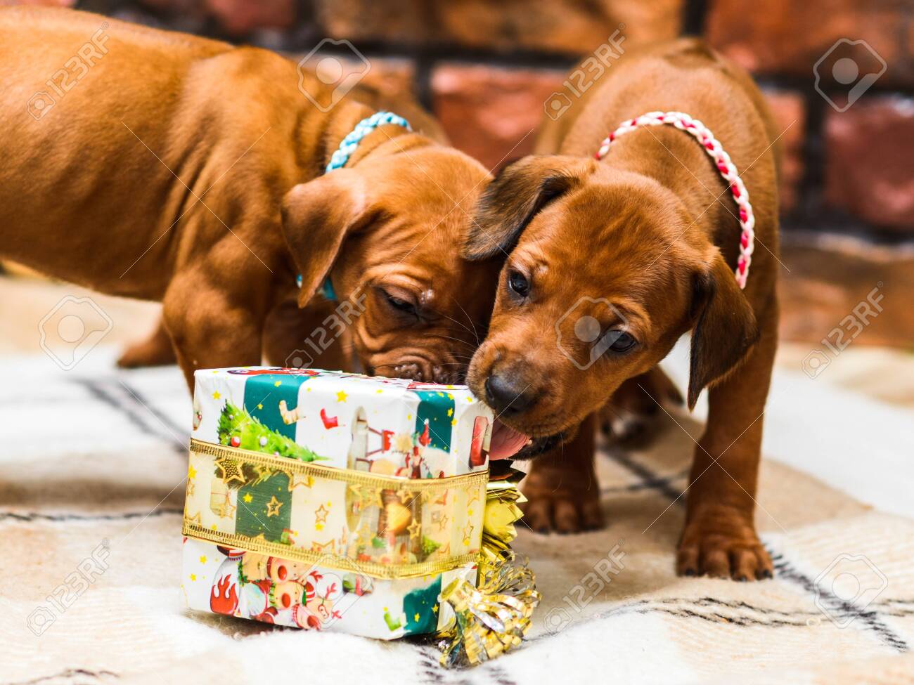 ridgeback gifts