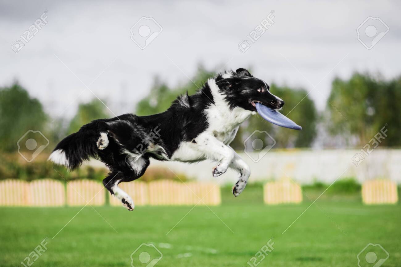 border collie frisbee competition