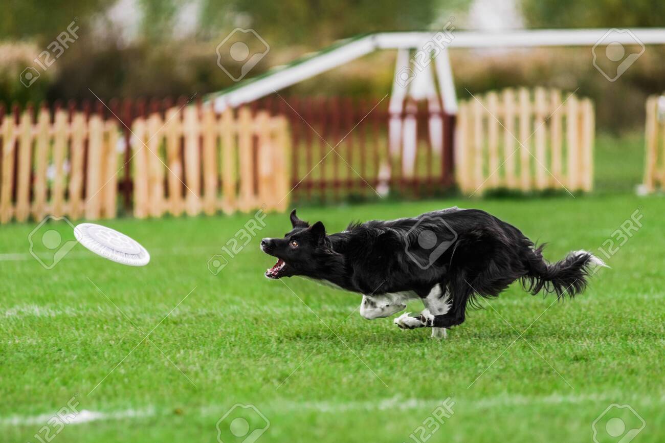 border collie frisbee competition