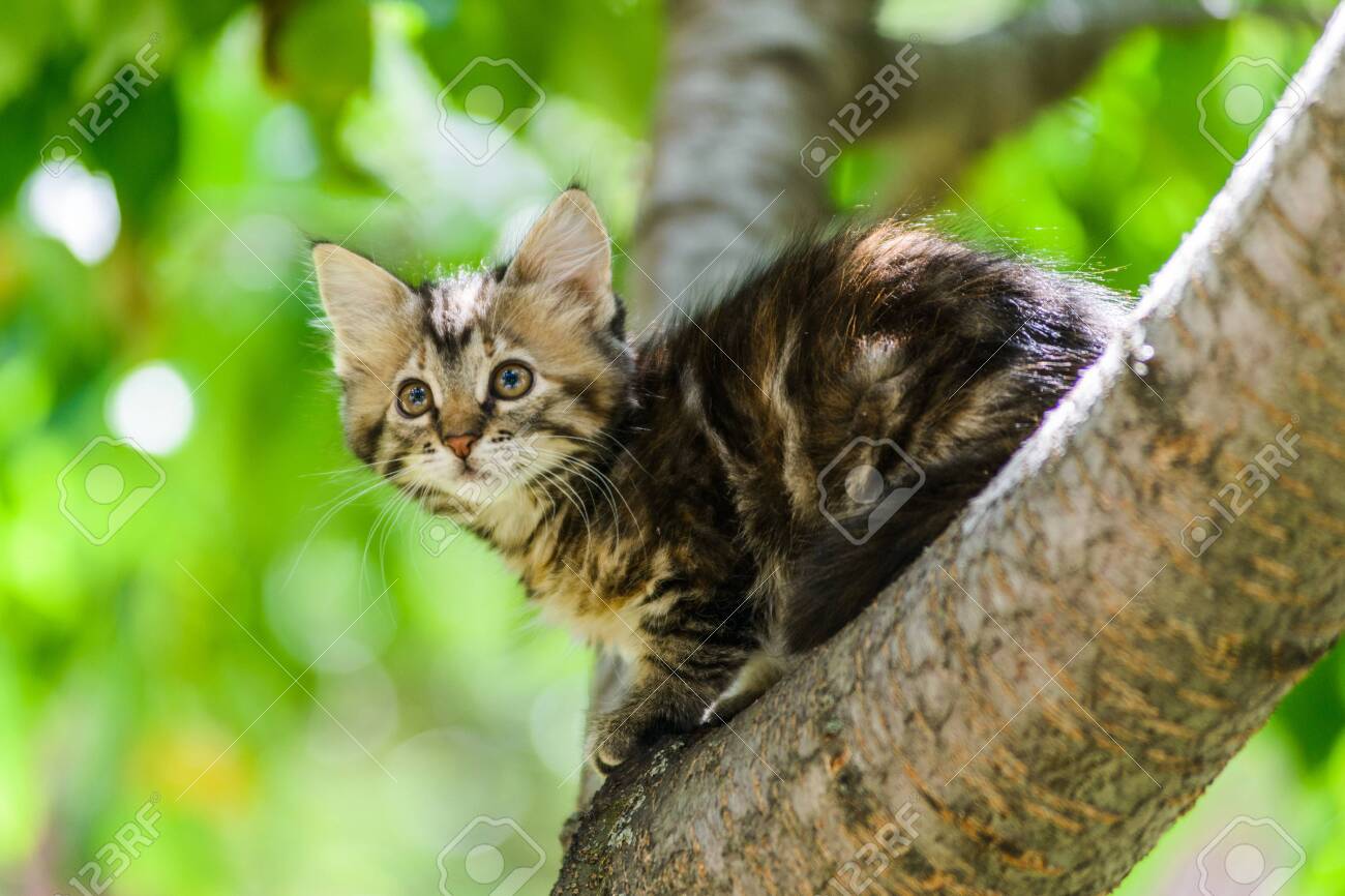 kitten climbing tree
