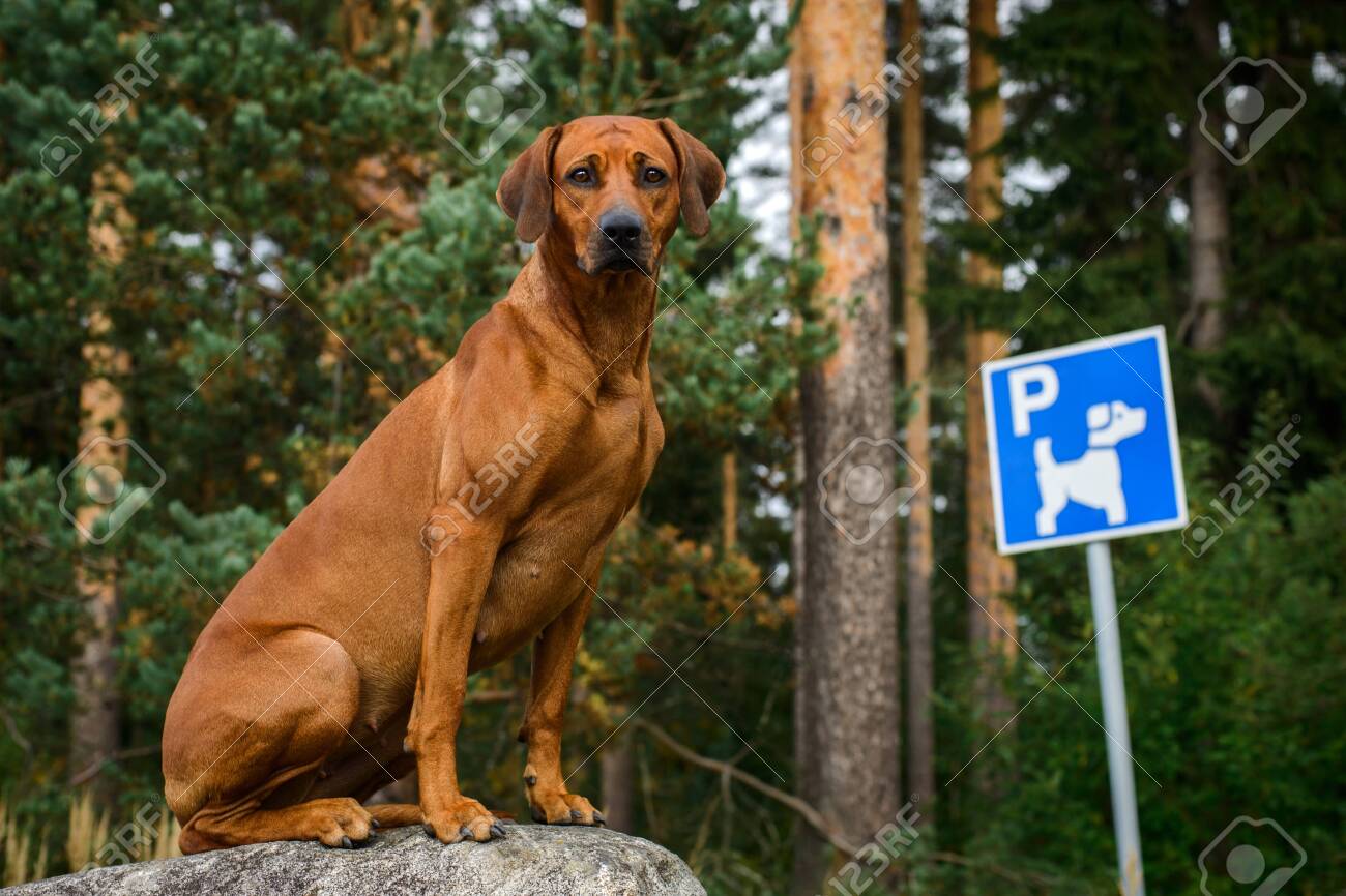 funny rhodesian ridgeback