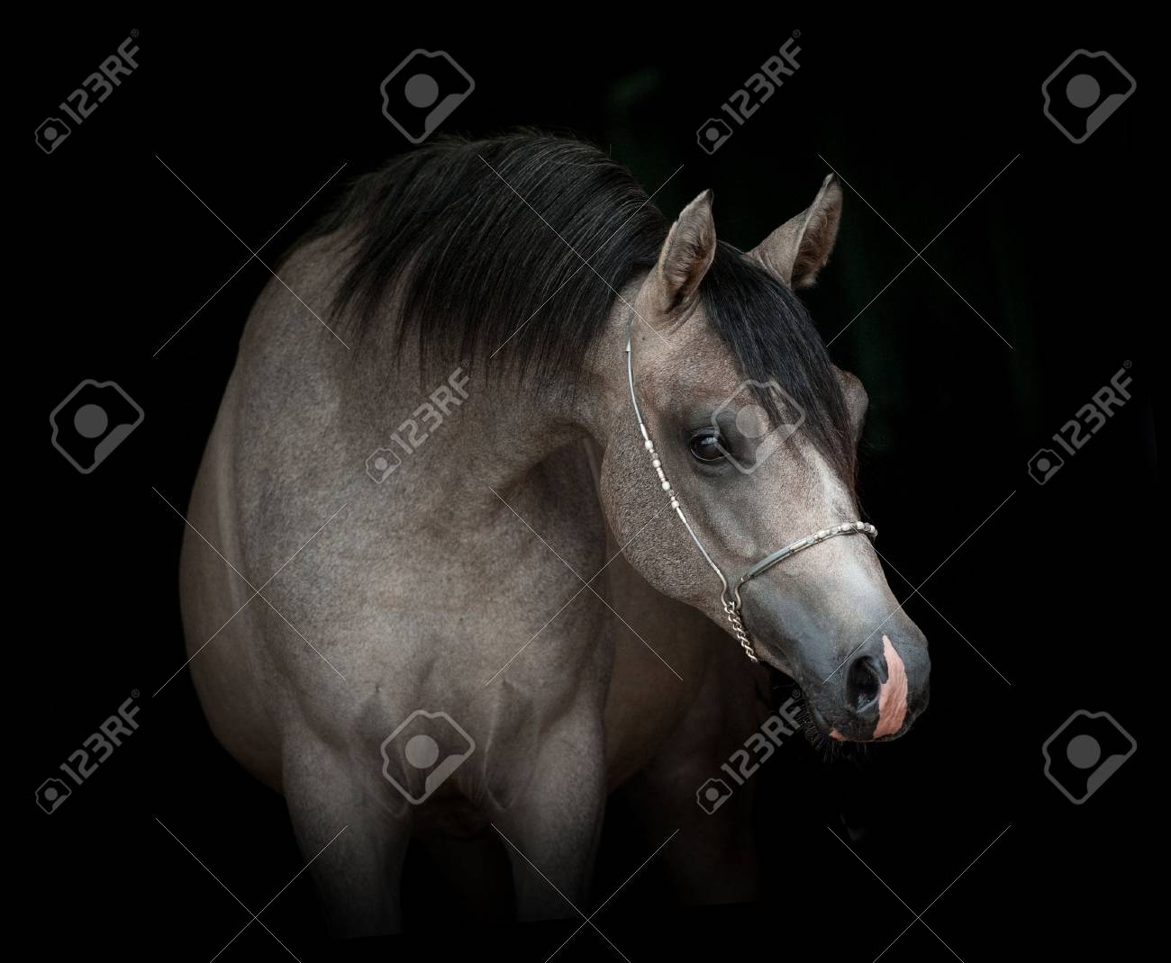 black and grey yungs