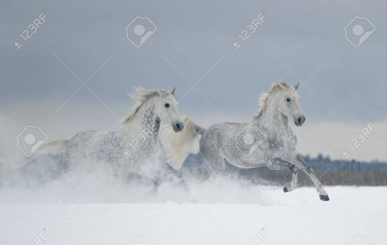 Deux Chevaux Tachetes Gris Fonctionne Gratuitement Dans Le Champ Couvert De Neige Banque D Images Et Photos Libres De Droits Image