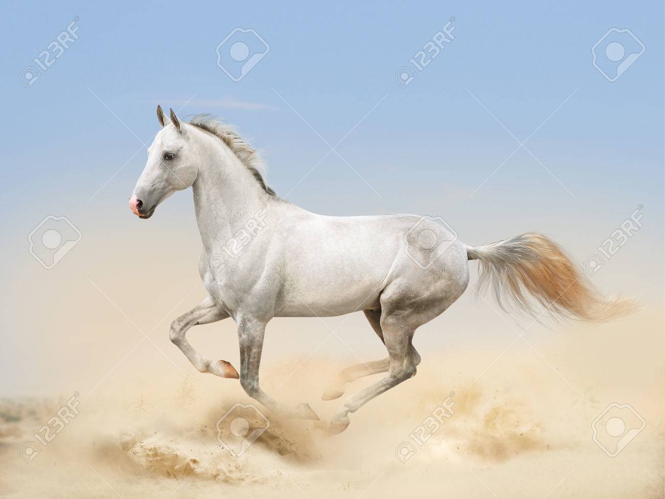 White Akhal-teke Horse Running In Desert Stock Photo, Picture and Royalty  Free Image. Image 56193774., image size:1300x976